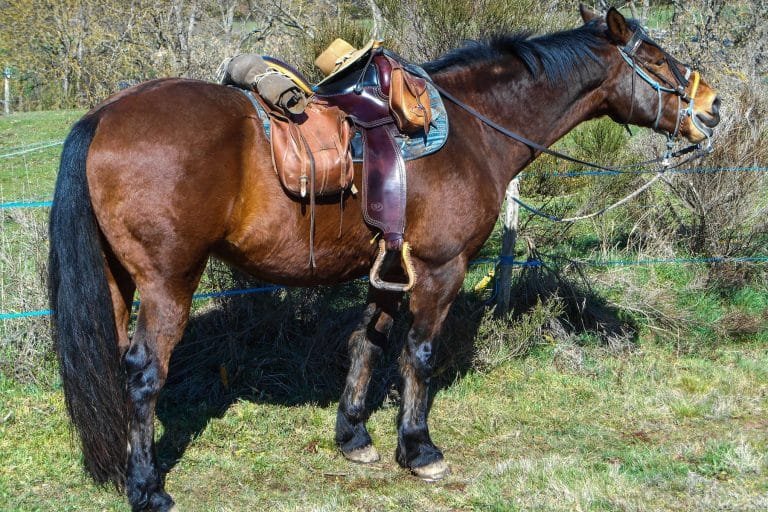 Auvergne Horse Breed: Unique French Horse