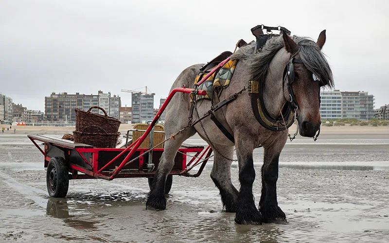 belgian horse