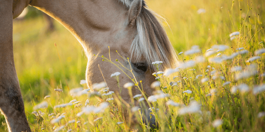 "Herbal Supplements for Horses: Enhance Health and Wellness Naturally"