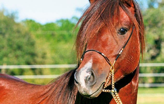 Caspian Horse