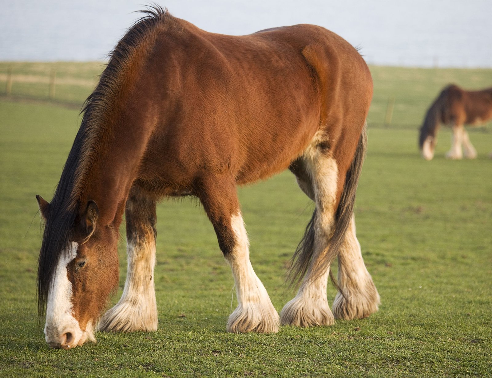 Clydesdale
