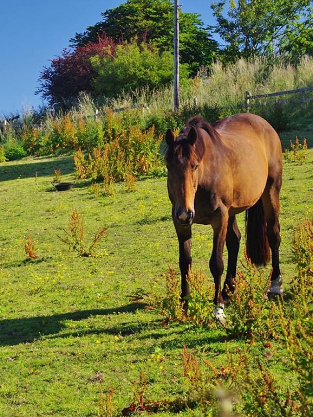 Horse Seasonal Health Concerns: What Every Horse Owner Should Know