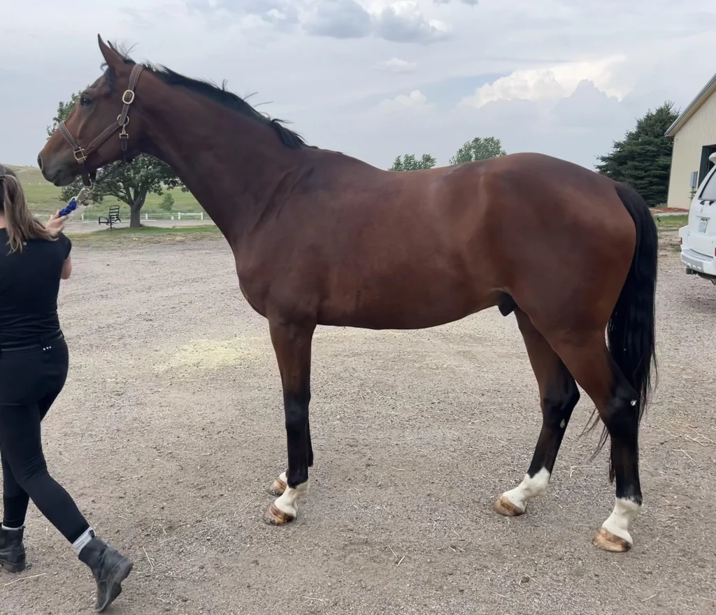 Czech Warmblood: A Comprehensive Overview