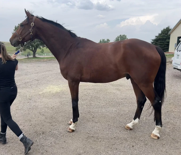 Czech Warmblood: A Comprehensive Overview