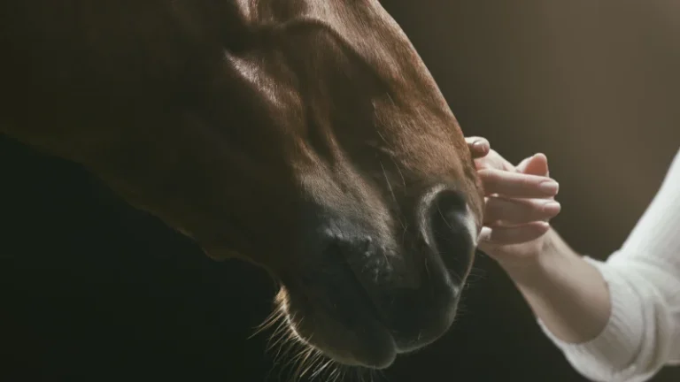 Discover the Healing Benefits of Equine Therapy for Physical and Emotional Well-being