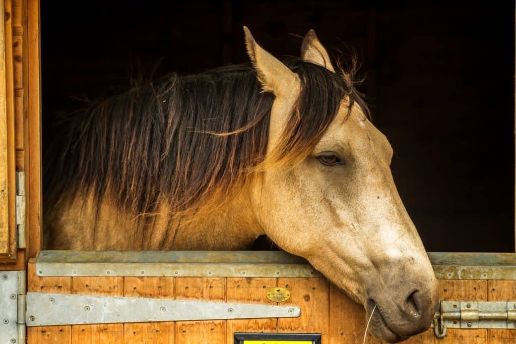 7 Essential Horse Medical Supplies and How to Use Them for Optimal Health