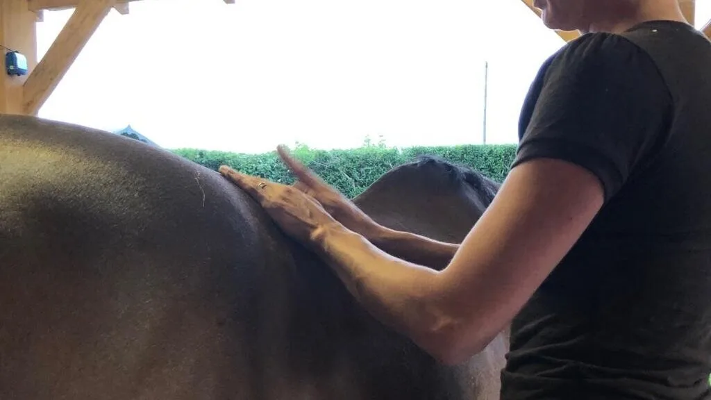 "Horse Massage: Essential Techniques, Benefits, and Tips for Optimal Care"