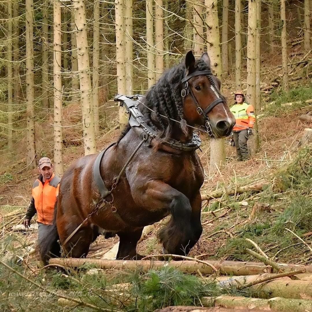Belgian Draft Horse