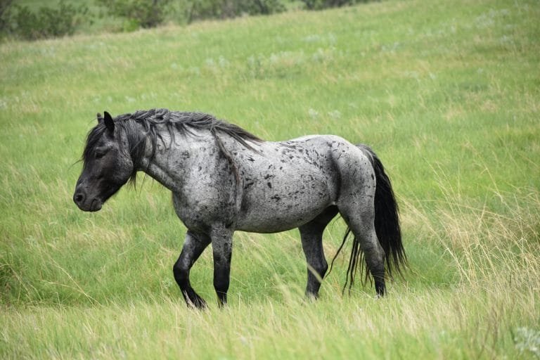 Nokota Horse: A Unique American Breed