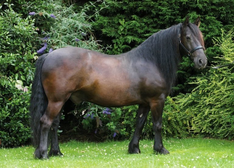 Fell Pony: A Gentle Giant of the Countryside