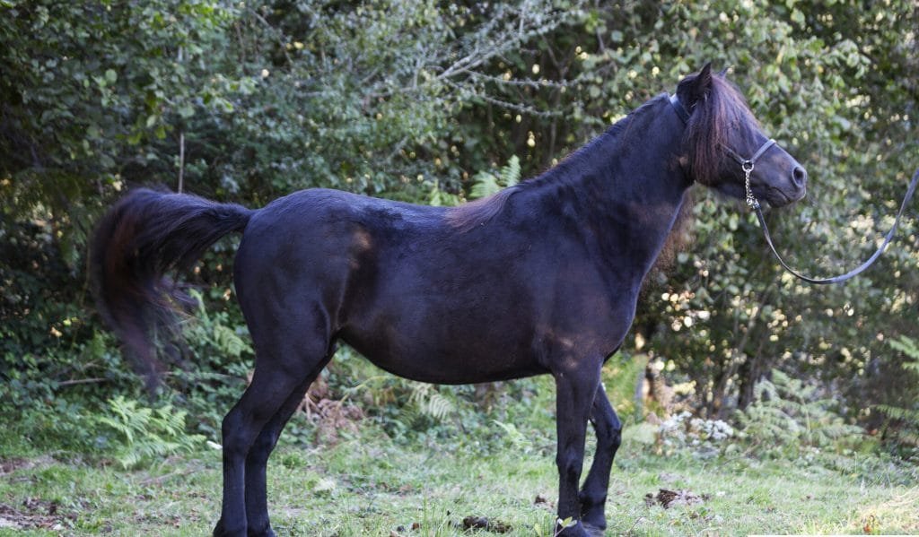 Asturcón Horse Breed: A Treasure from Northern Spain