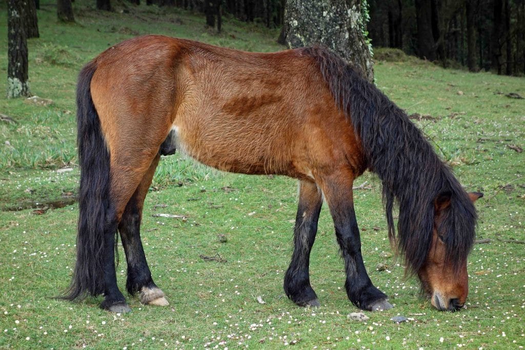 Galician Pony: A Charming Spanish Treasure