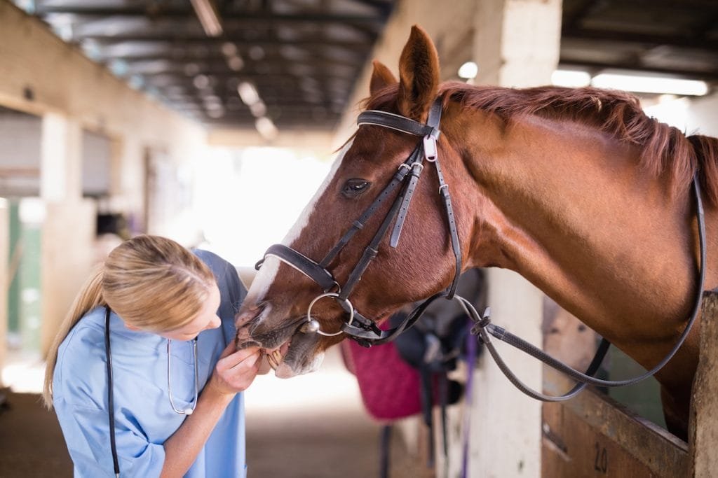 5 Signs of a Healthy Horse