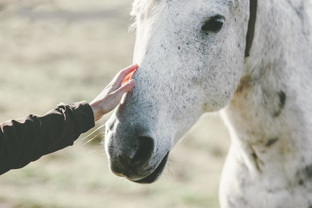 8 Common Problems Horses Can Have