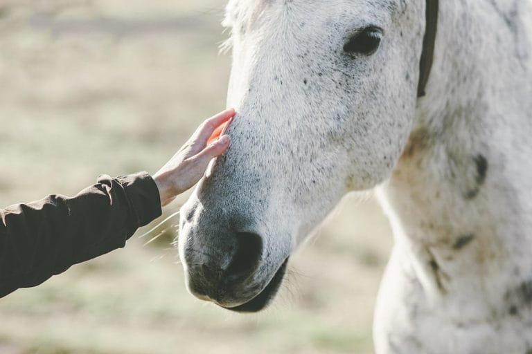 8 Common Problems Horses Can Have