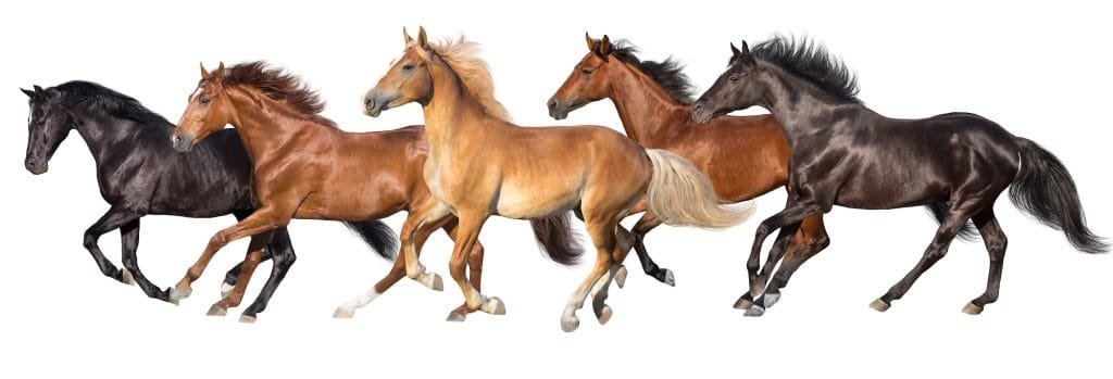 Different the 4 Types of Horses: Light, Draft, Gaited, and Ponies