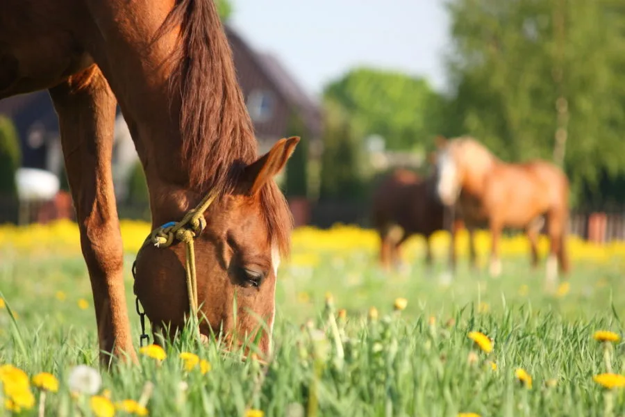 "Herbal Supplements for Horses: Enhance Health and Wellness Naturally"