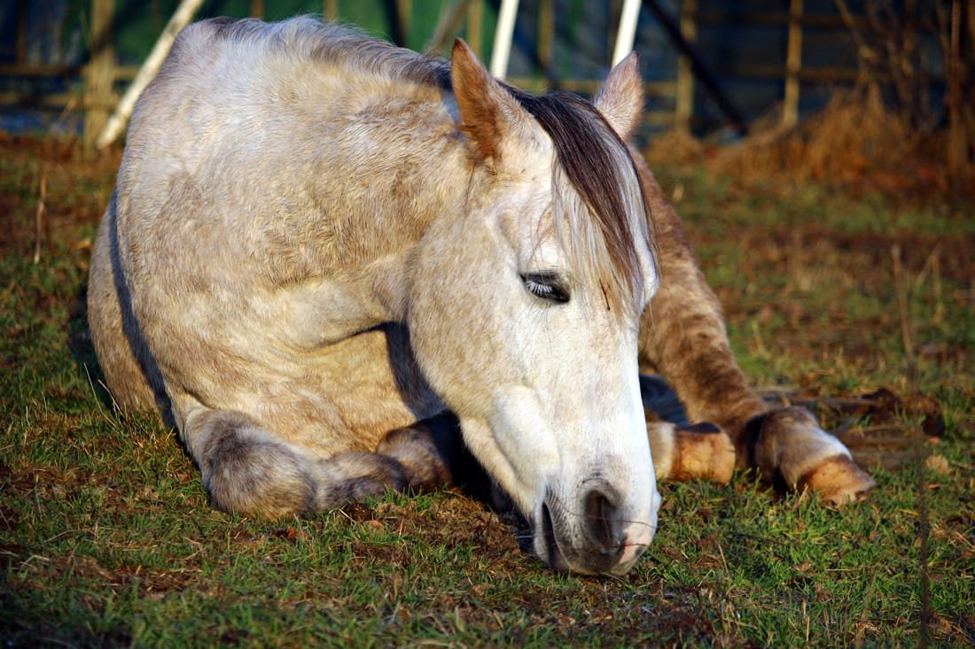 How to Identify Signs of a Healthy and Sick Horse