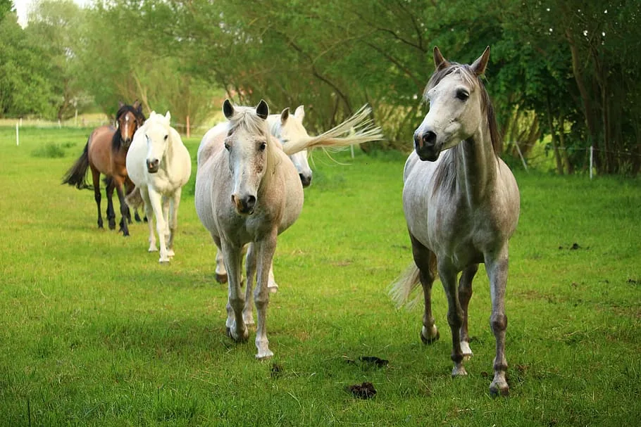 "Meet the Top 5 Tallest Horse Breeds: Awe-Inspiring Giants in the Equine World"