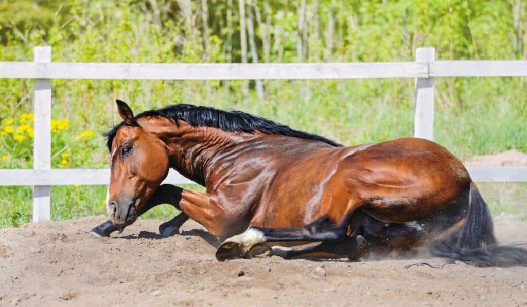 Colic: Essential Solutions for Managing and Preventing in Horses