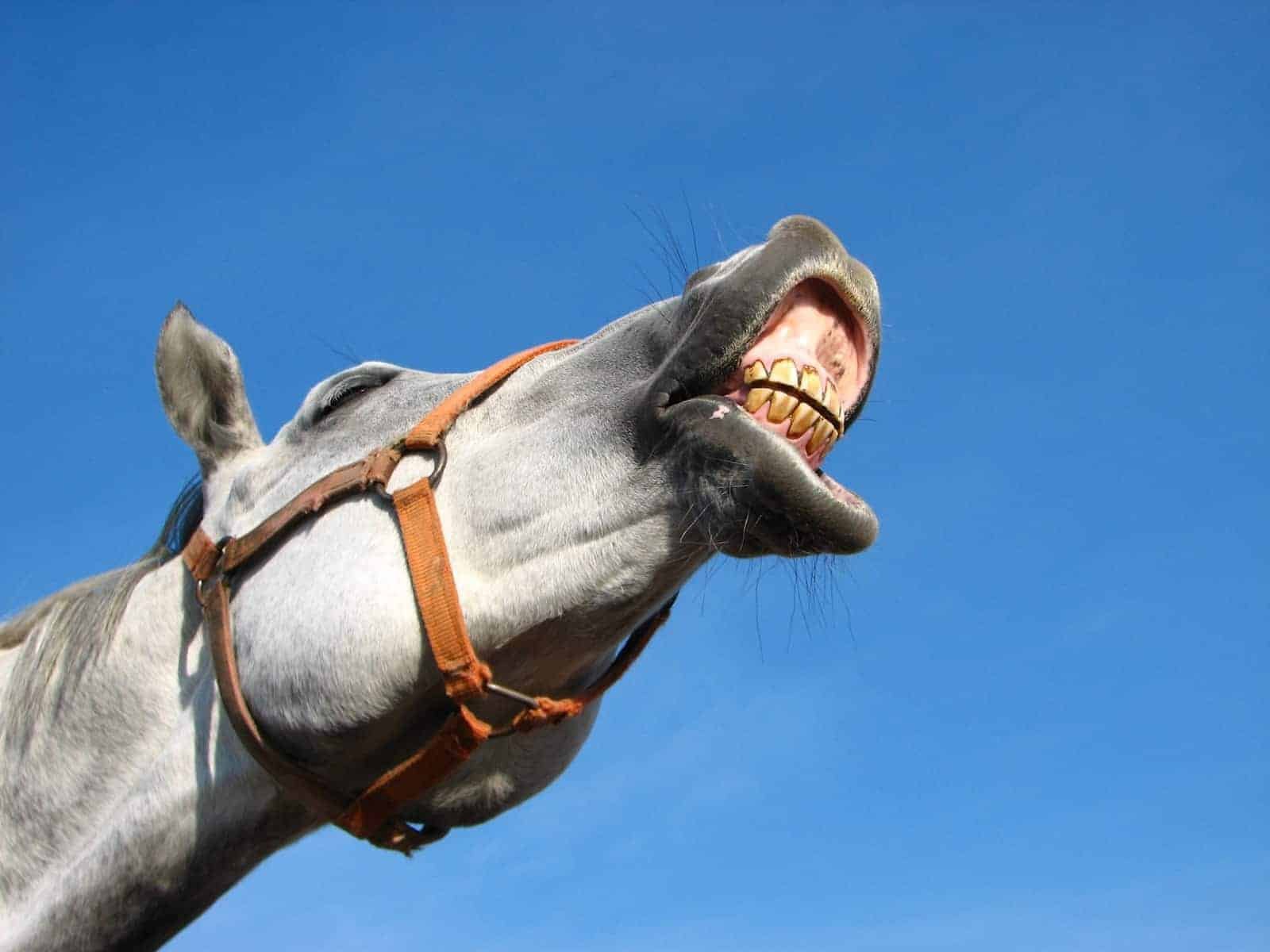 8 Common Problems Horses Can Have