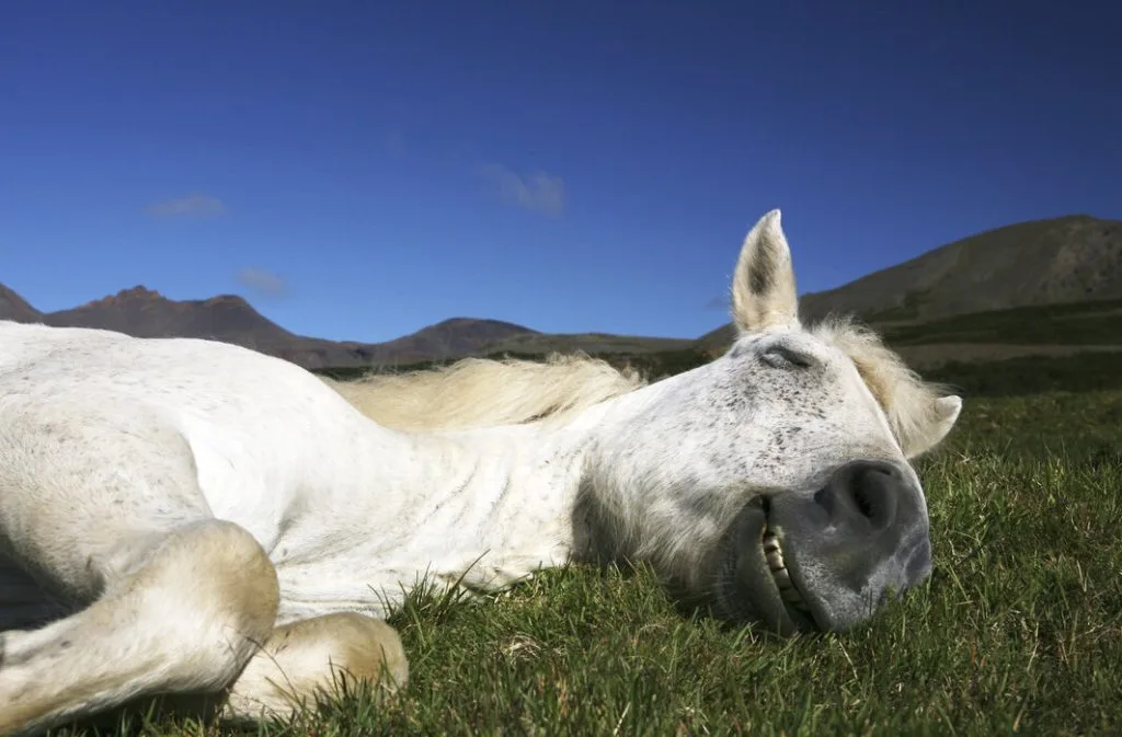 Sudden Death in Horses