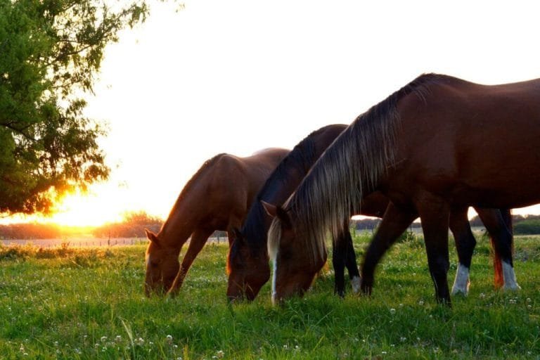Horse’s Vitals for Optimal Health: A Comprehensive Guide to Monitoring Your Horse’s Well-Being