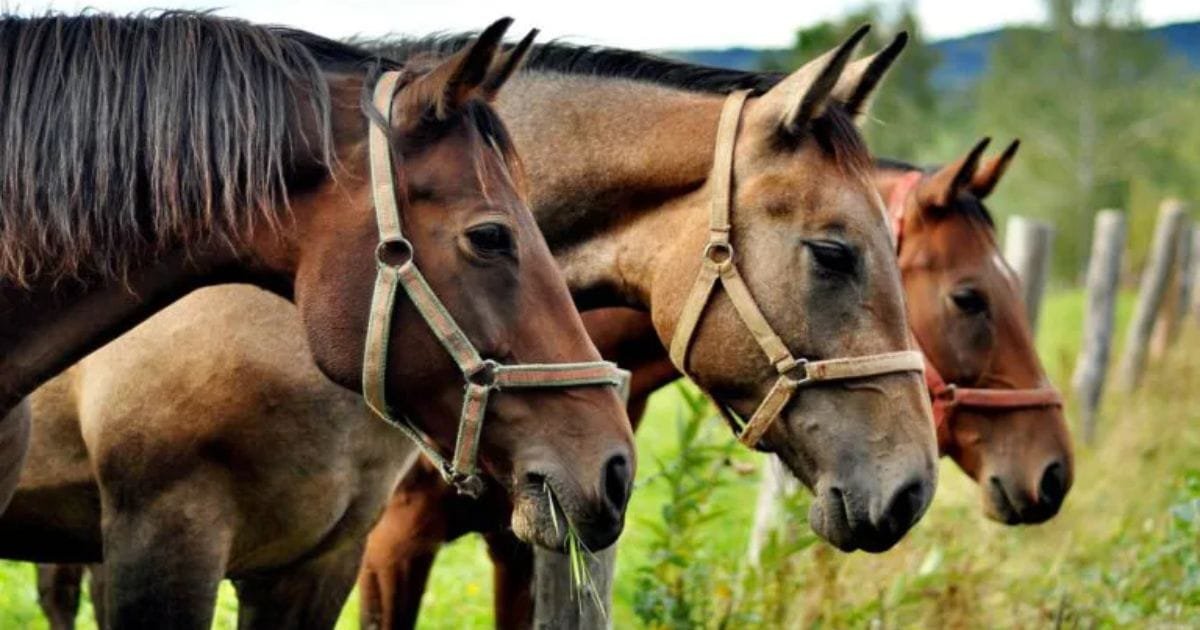 Unique Horse Breeds: 5 Rare Breeds of Horses Found in India