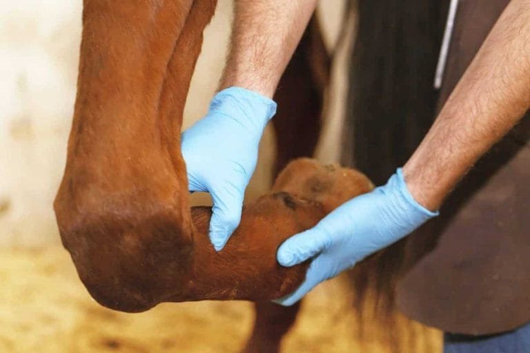 "Strengthening Weak Muscle Zones in Your Horse: A Comprehensive Guide"