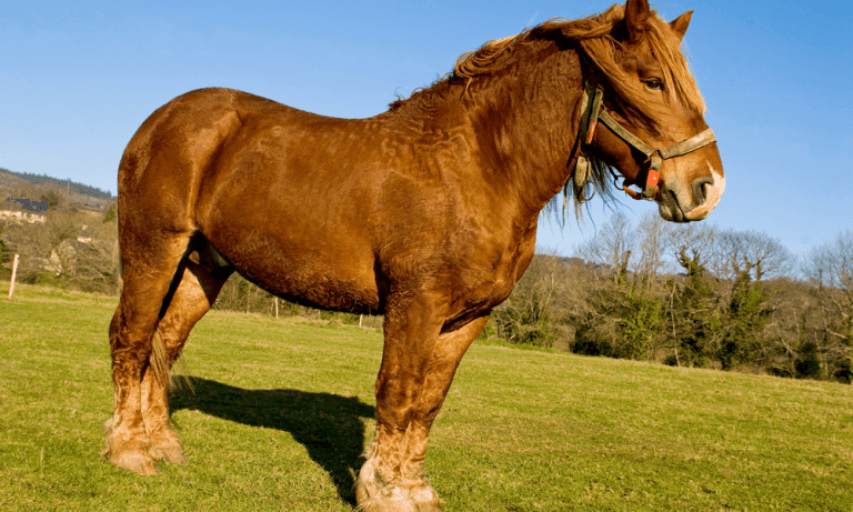 Breton Horse: An Introduction to a Sturdy and Versatile Breed