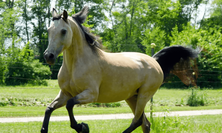Morab Horse: An Overview of Its Traits and Qualities"