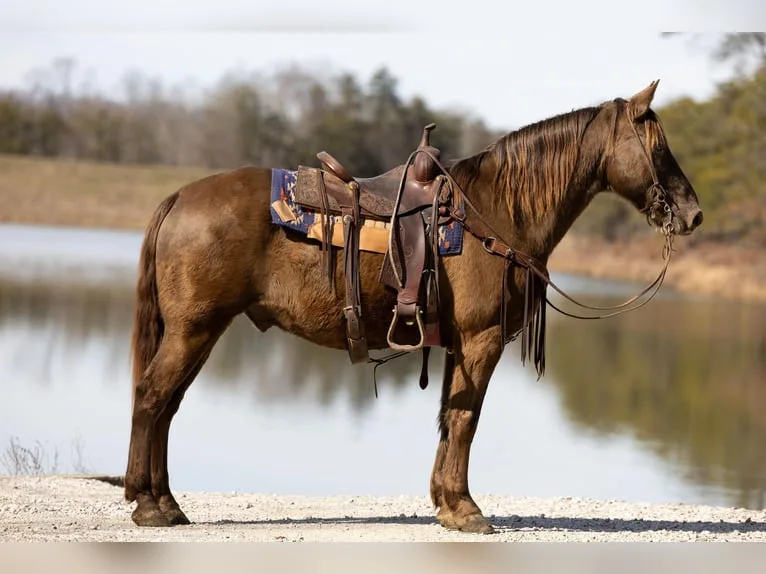 kentucky mountain saddle horse