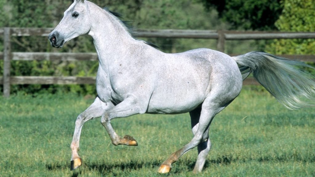 National Show Horse Breed: A Comprehensive Overview