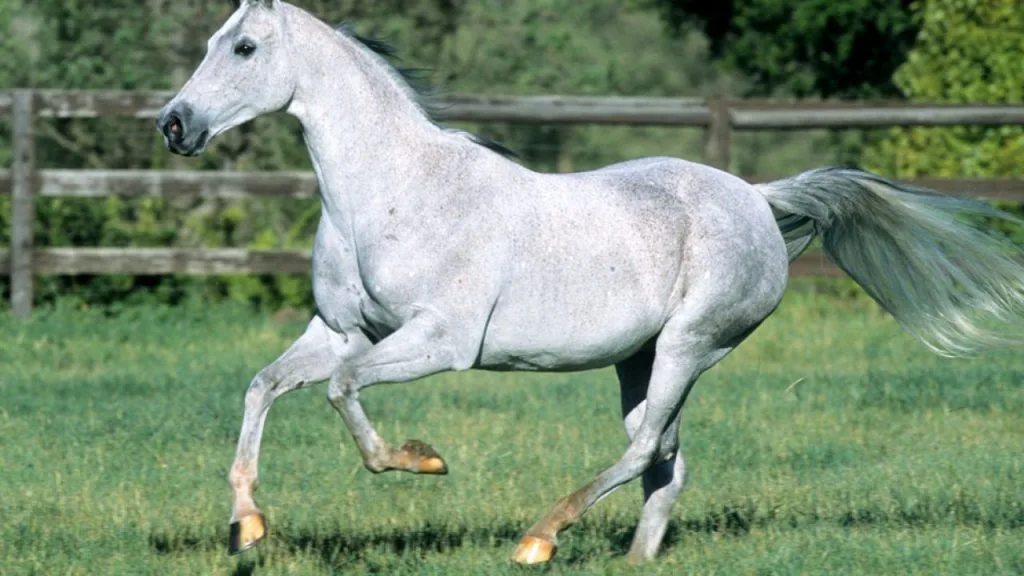 National Show Horse Breed: A Comprehensive Overview