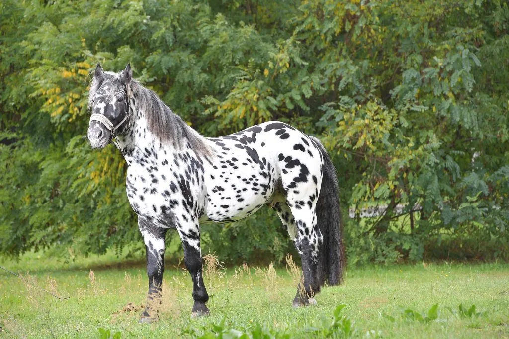 Noriker Horse Breed: remarkable breed with a rich history and impressive characteristics.