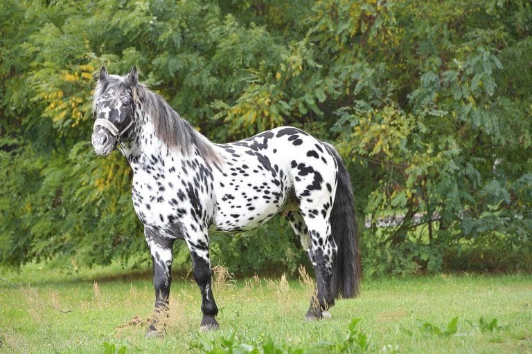 Noriker Horse Breed: remarkable breed with a rich history and impressive characteristics.