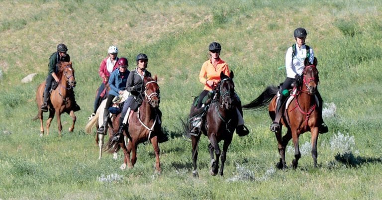 Health Tips for Equine Performance During Training, Travel, or Competition