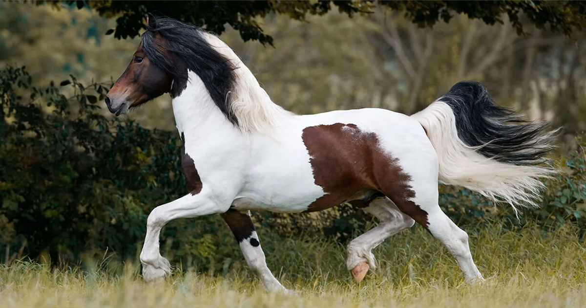 pinto horse