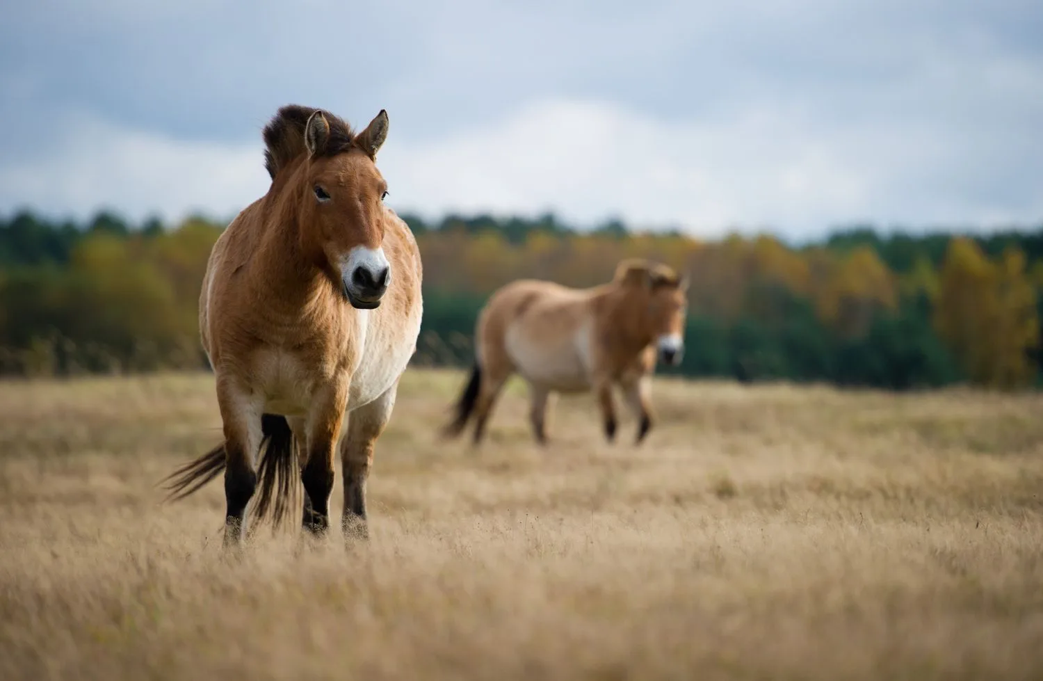 Przewalski’s Horse