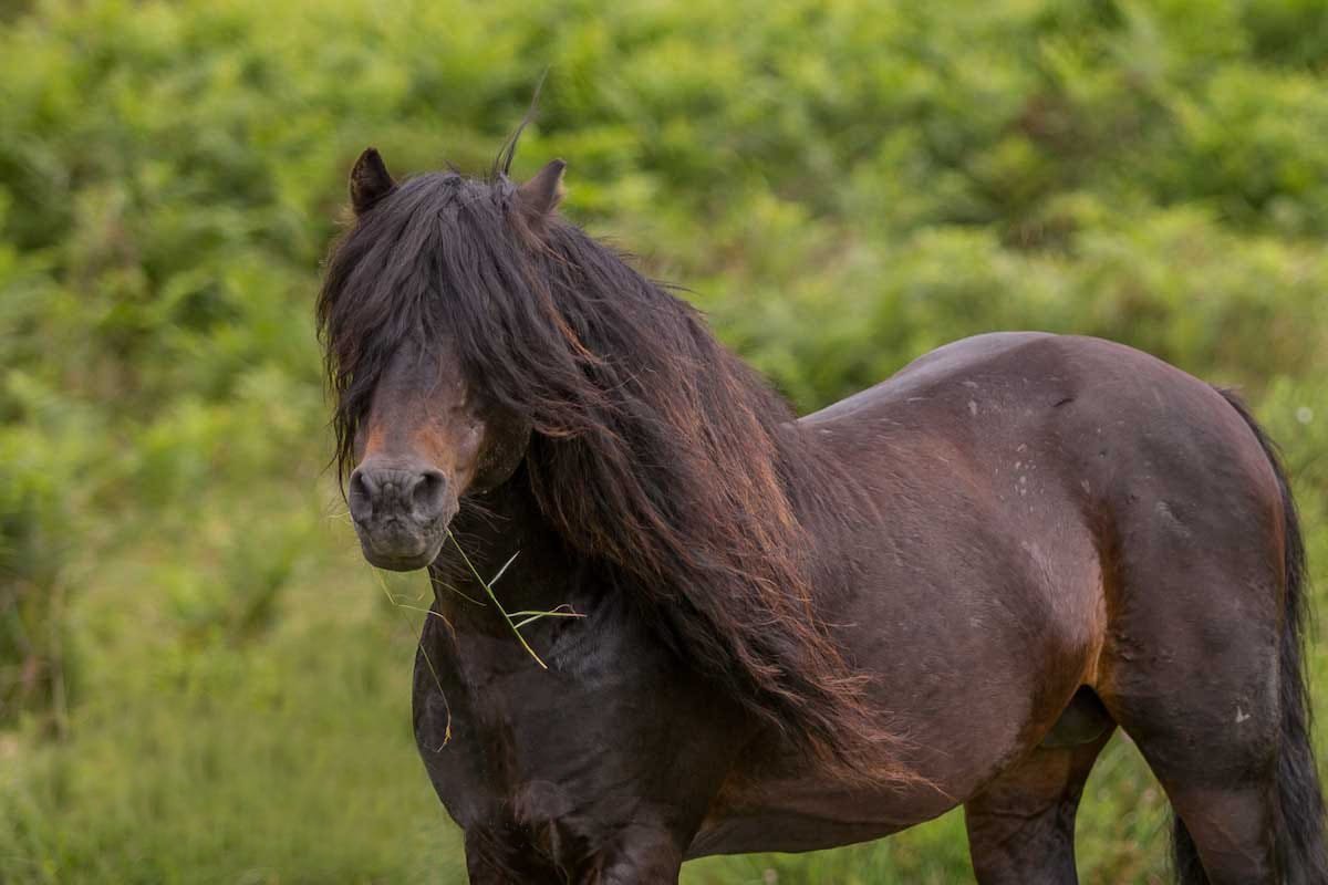 Dartmoor Pony