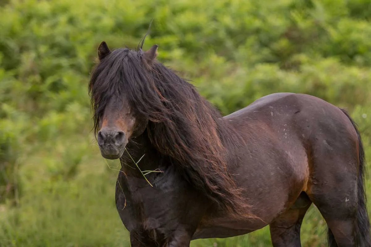 Dartmoor Pony