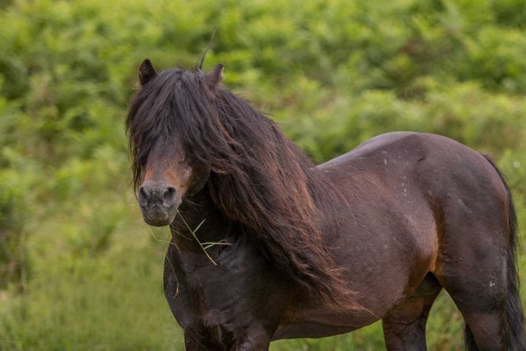 Dartmoor Ponies: The Charm of Dartmoor’s Native Horses