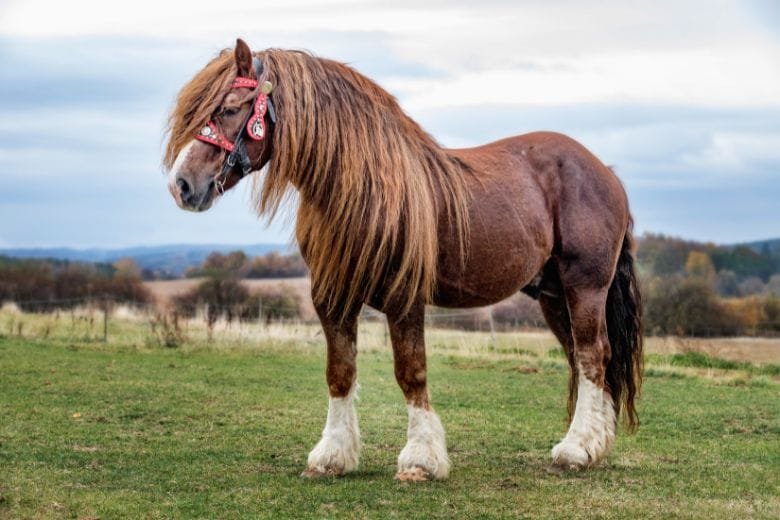 Percheron