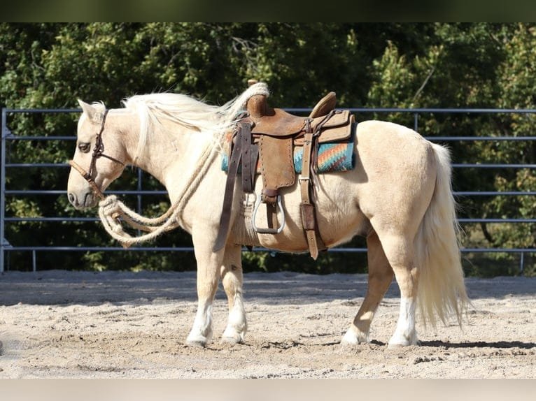 Quarter Pony: A Gentle and Versatile Companion