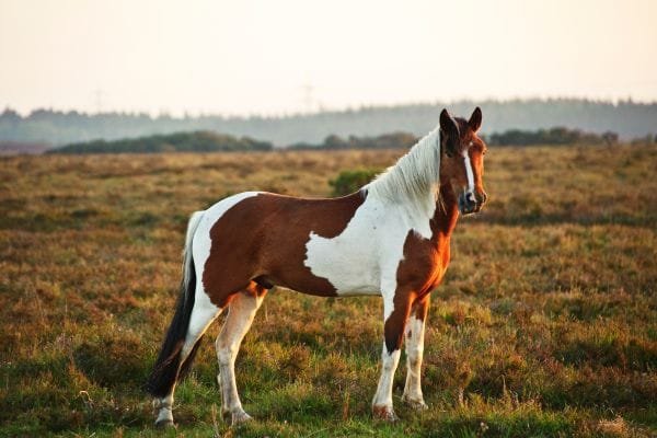 Quarter Pony: A Gentle and Versatile Companion