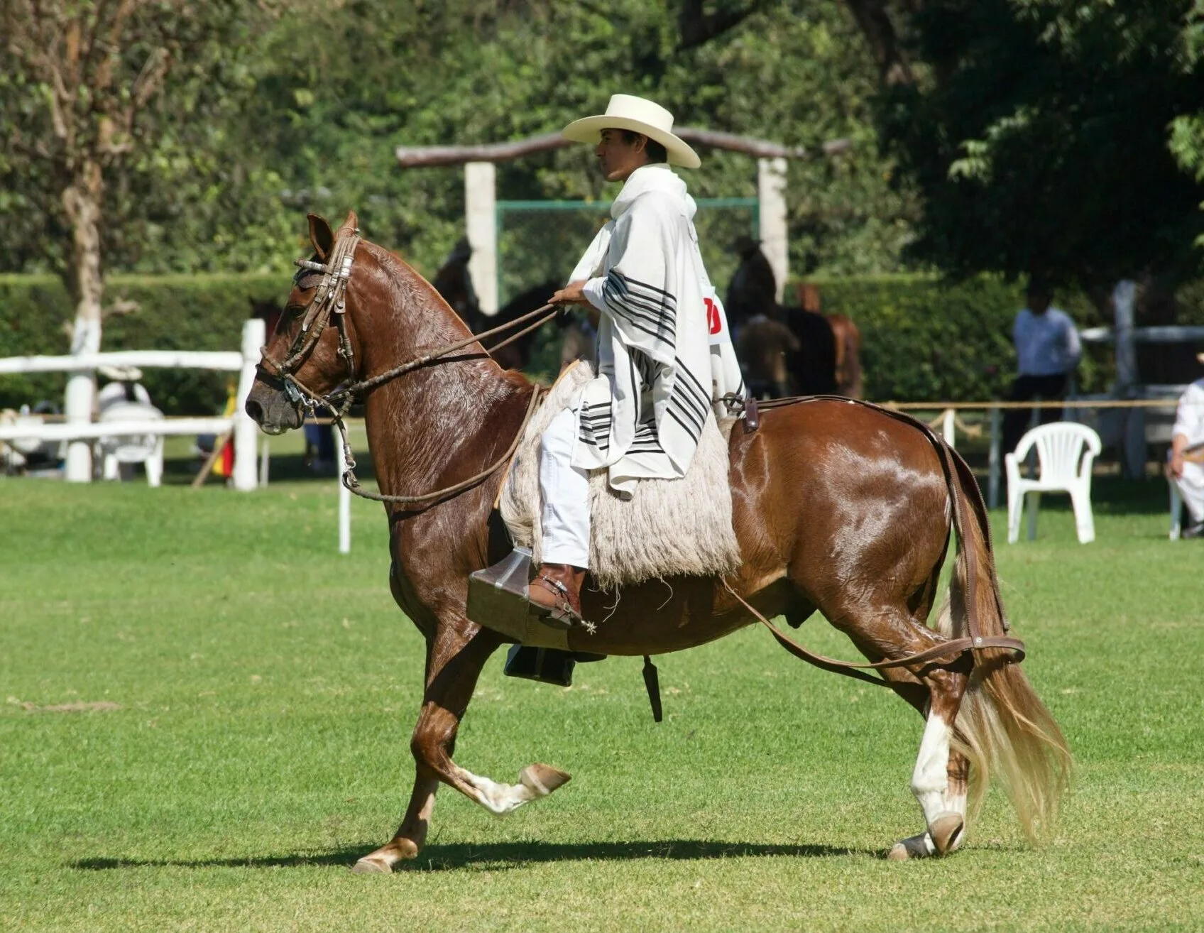 Peruvian Paso Horse: A Unique and Graceful Breed