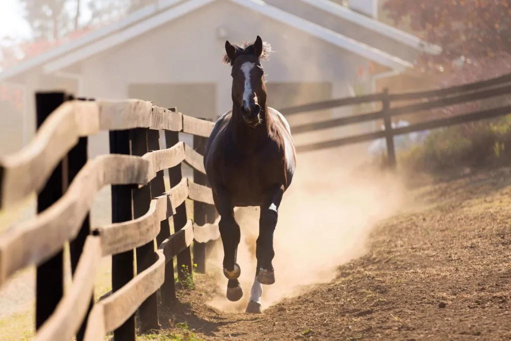 Equine Athletes in Peak Condition
