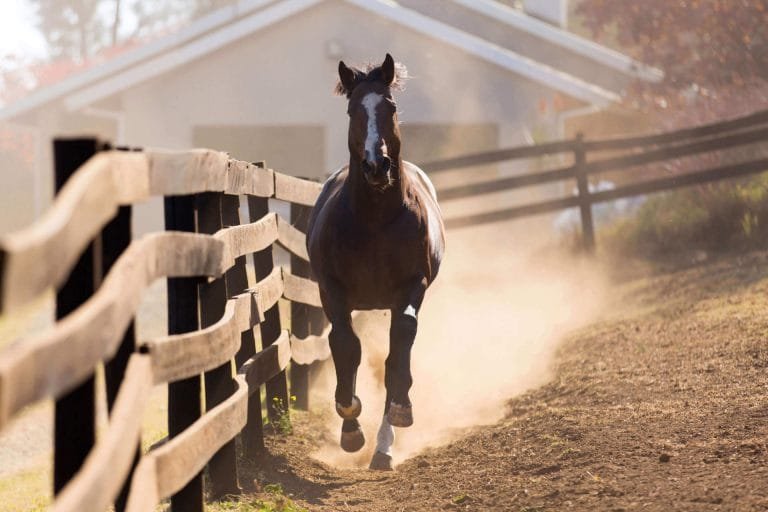 Equine Athletes in Peak Condition