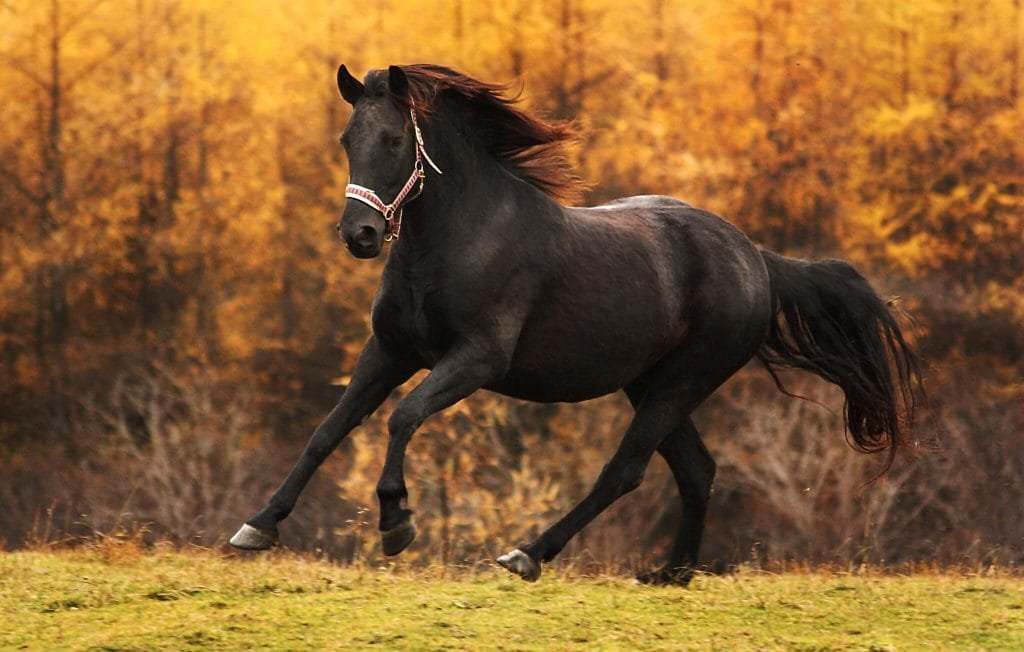canadian horse