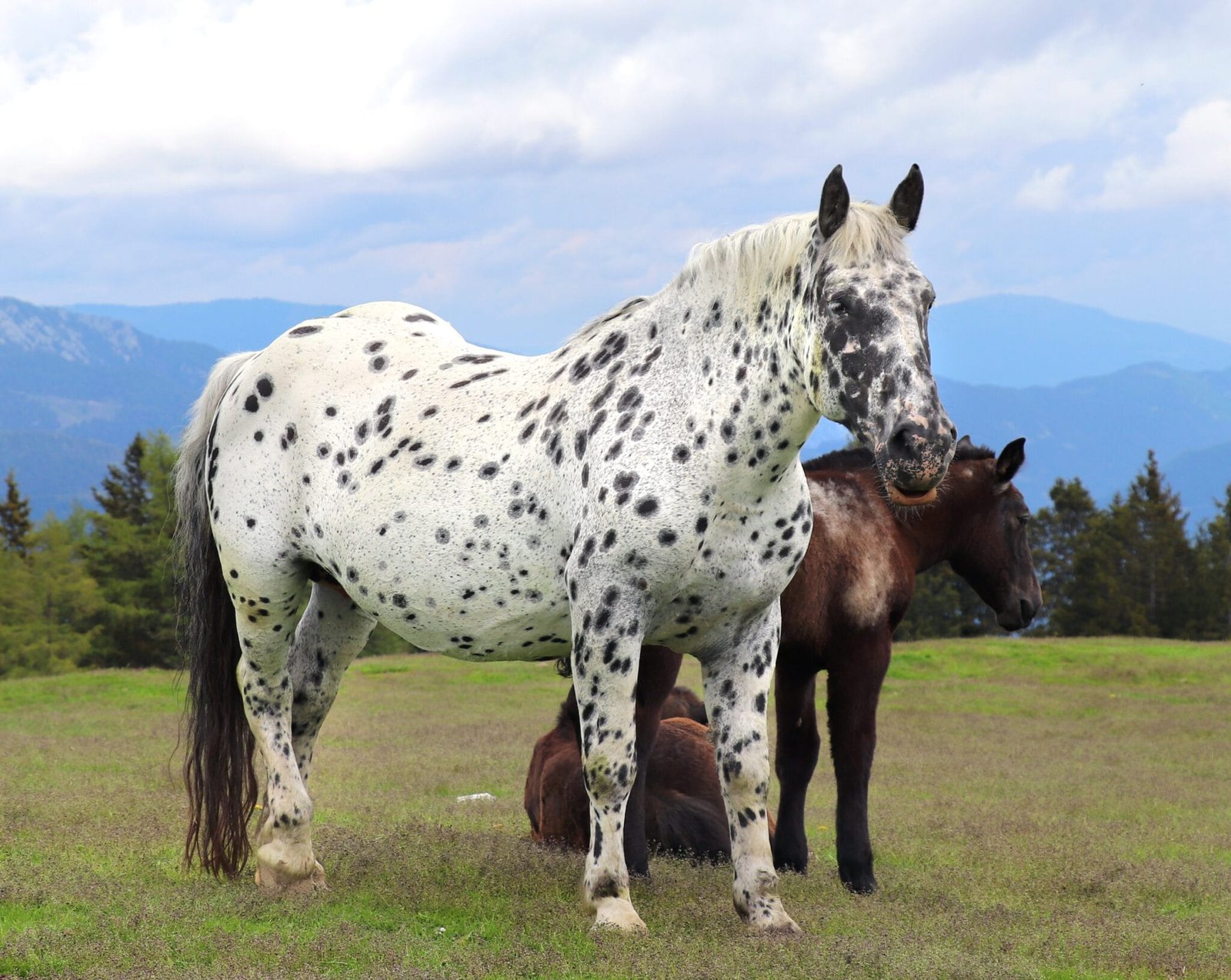 Noriker Horse Breed: remarkable breed with a rich history and impressive characteristics.